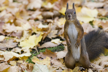 squirrel