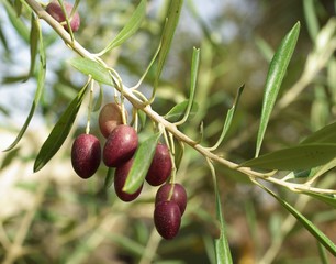 Branche d'olivier avec olives