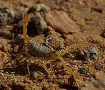 Jeune scorpion jaune du Sahara