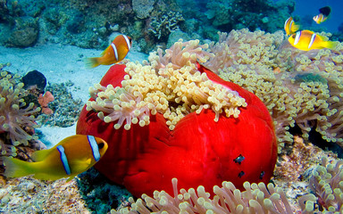 Nemo City © DJ