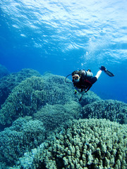 Diver over coral reef