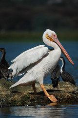 Pelecanus onocrotalus