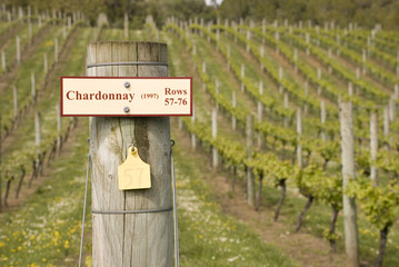 Chardonnay on the vine
