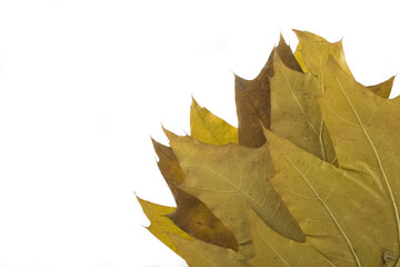 autumn leaf