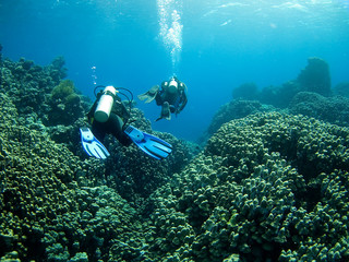 Divers over coral reef