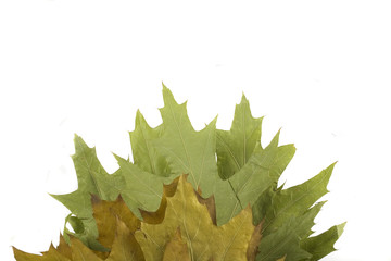 autumn leaf