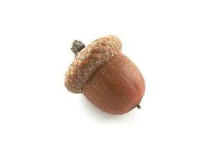 autumn oak acorn