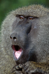 Baboon (Papio anubis).