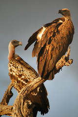 Gyps Africanus & Gyps Ruppellii.
