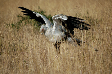 Secretary Bird (Sagittarius serpentarius).