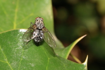Insect housefly Musca Domestica