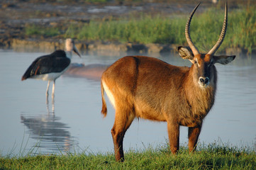 Waterbuck (Kobus ellipsiprymnus defassa).
