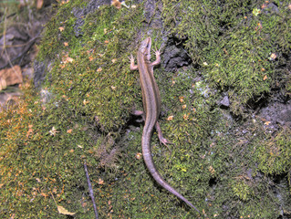 Lizard in the forest