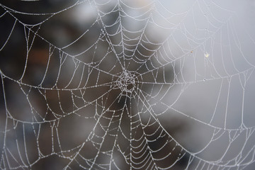 Spider web with dew