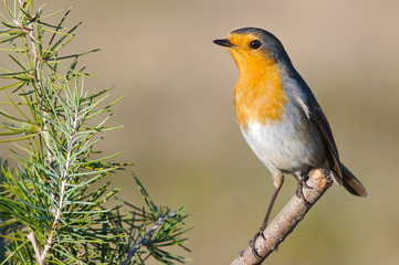 Beautiful red bird