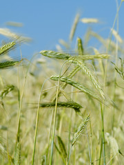 Grain ears in wheat field