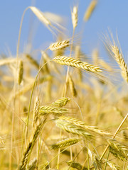 Grain ears in wheat field