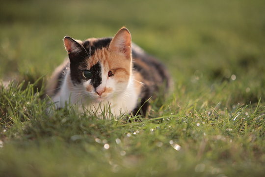 Chat Borgne Photo Stock Adobe Stock Chat Borgne Photo Stock Adobe Stock