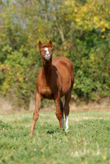 poulain alezan faisant la grimace