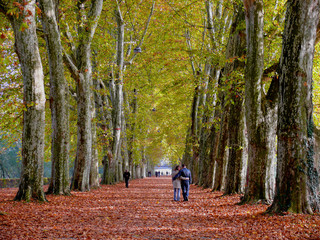 Platanenallee im Oktober