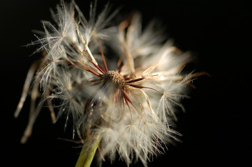 Pusteblume