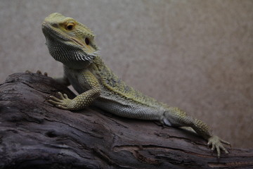 lézard
