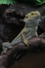 lézard sur une branche