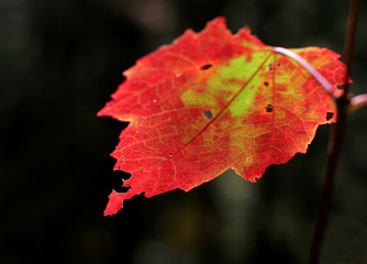 Crimson Backlit Maple Leaf