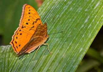 orange monarch butterfly sits on a long green palm leaf