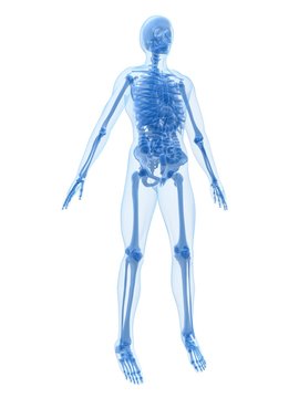 menschliche anatomie