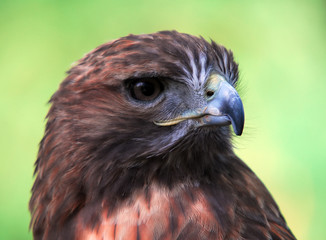 Goshawk (Accipiter gentilis)