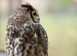 Spotted Eagle Owl (Bubo africanus)