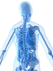 menschliche anatomie