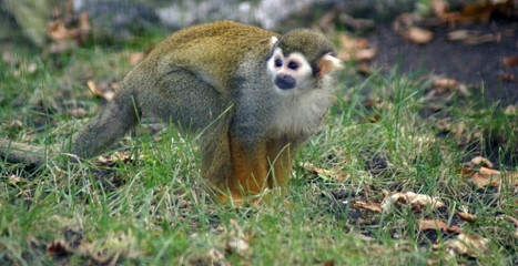 Common squirrel monkey