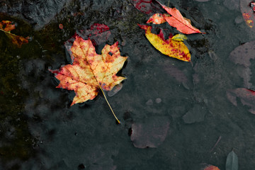 Autumn leaves in a riverbed.