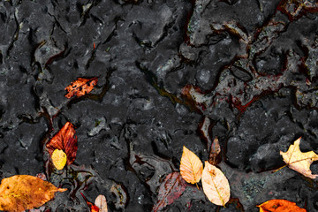 Autumn leaves in a riverbed.