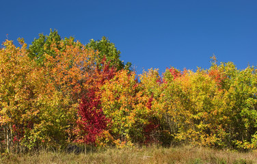 Fototapeta premium Autumn