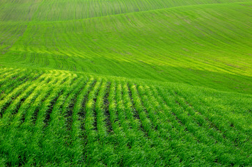 Field with grass