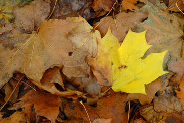 Yellow leaf 