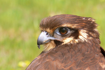 Brown Falcon