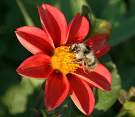 Red flower and bee