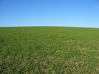 Wiese