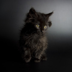 Little black cat
