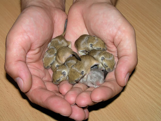 baby mice
