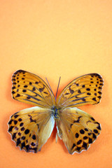 Fototapeta na wymiar Butterfly on orange background