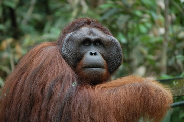 Fototapeta premium Orang-Utan