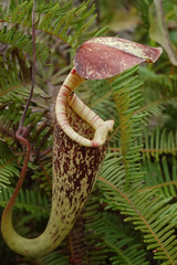 Nepenthes