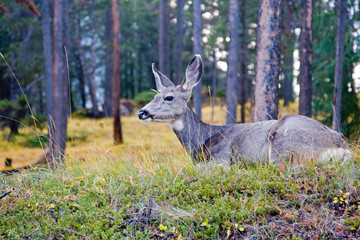Deer in the Wild