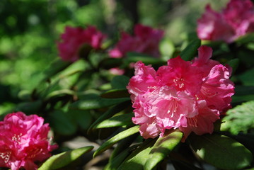 rhododendron