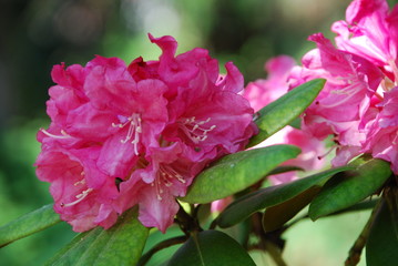 rhododendron